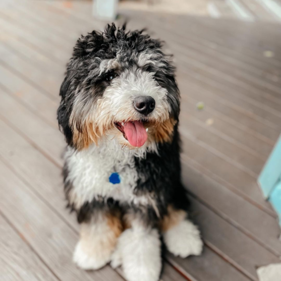 adult mini bernedoodle dog on wooden floor